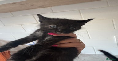 Mixed Breed cats - Advert 13