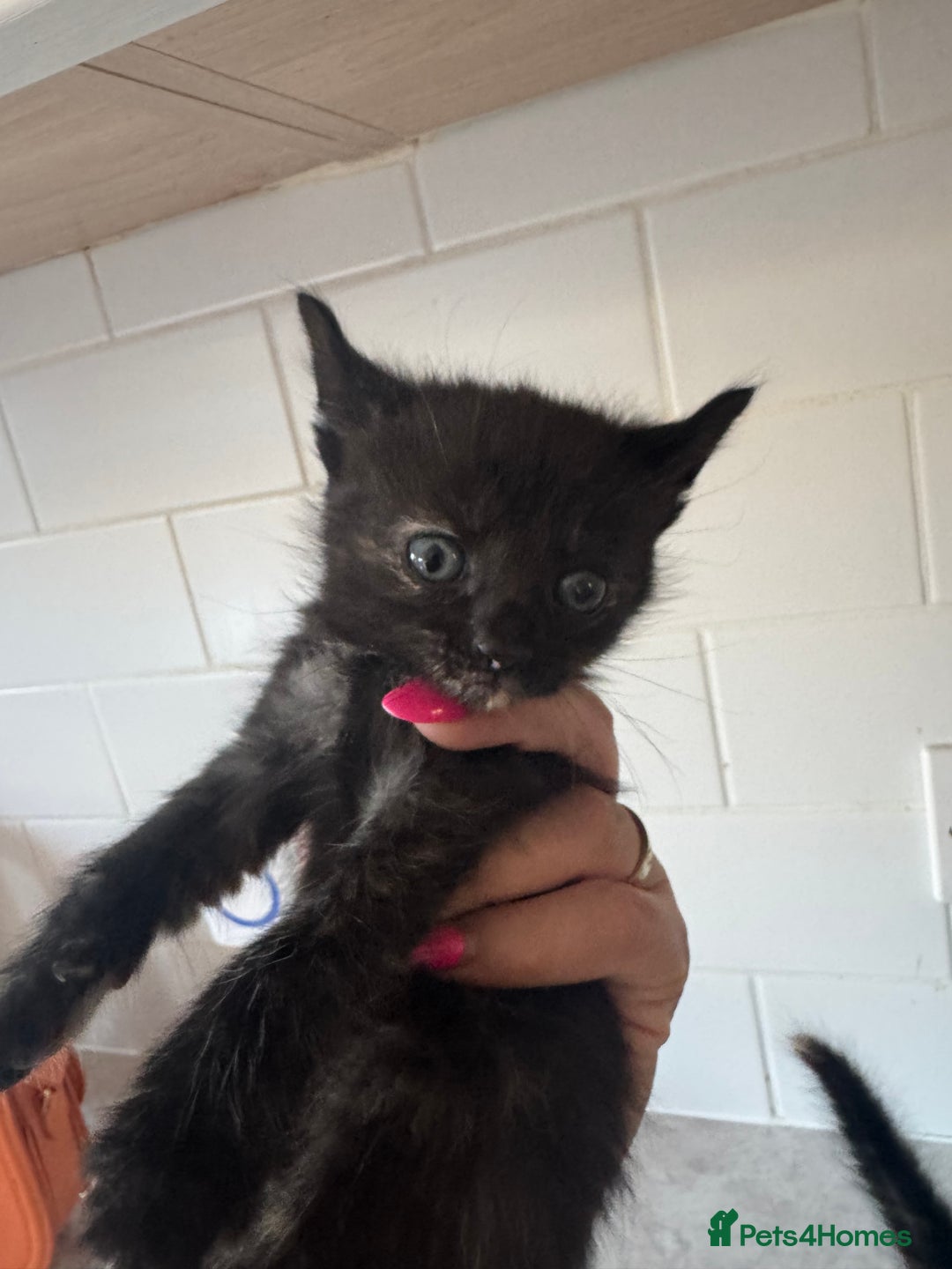 Mixed Breed cats for sale: 3 stunning unique kittens - Image 2