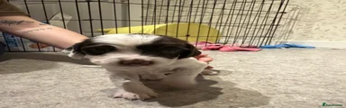 English Springer Spaniel 4