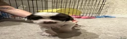 English Springer Spaniel dogs for sale: English Springer Spaniel puppies - Advert 14