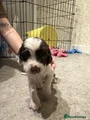English Springer Spaniel 4