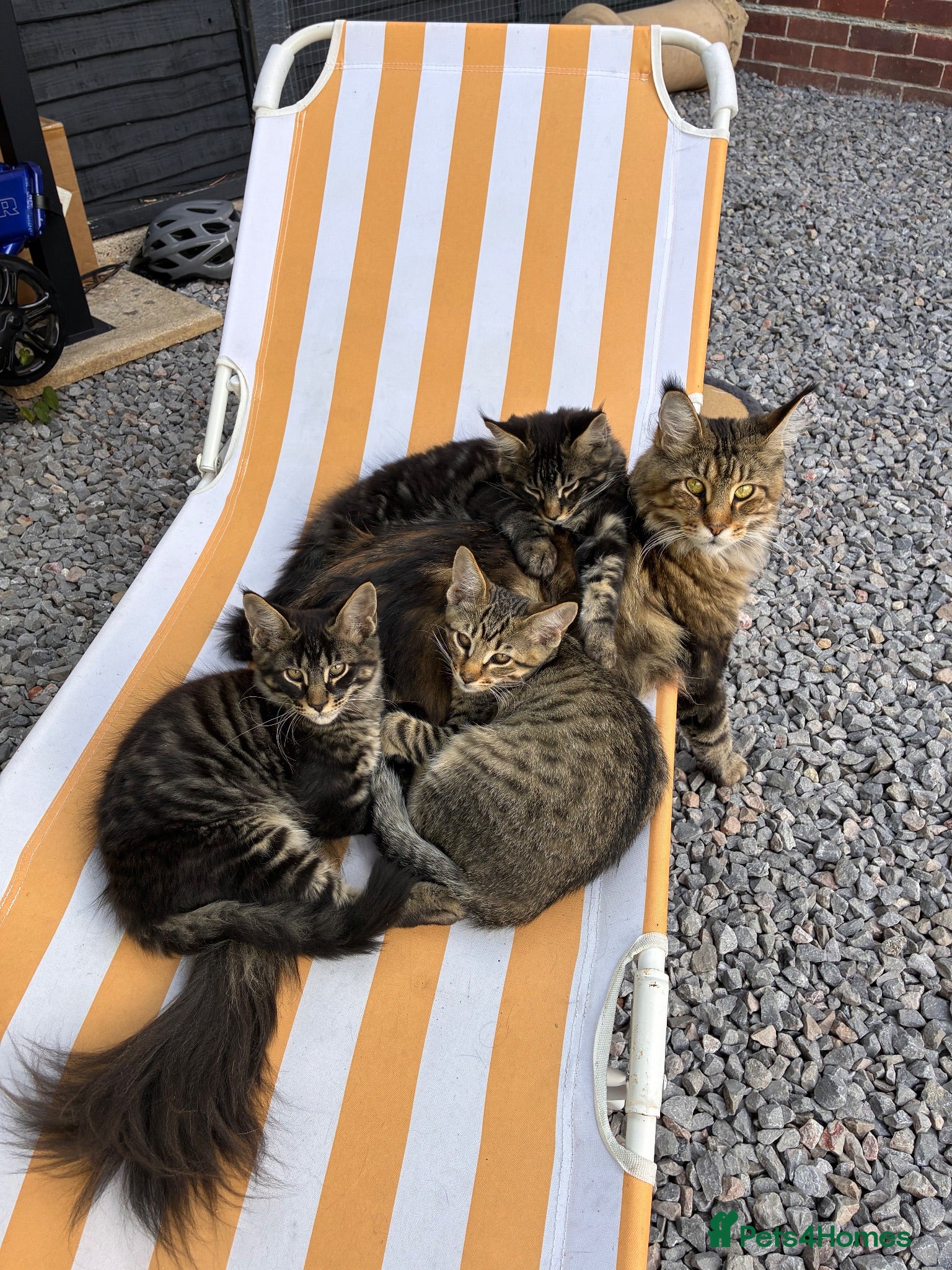 Maine Coon cats Stuning Maine Coone kittens - Advert 1