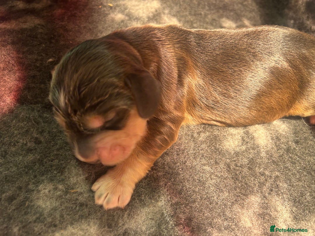 Cocker Spaniel dogs for sale: KC Reg Show Type Cocker Spaniel Puppies  - Advert 19