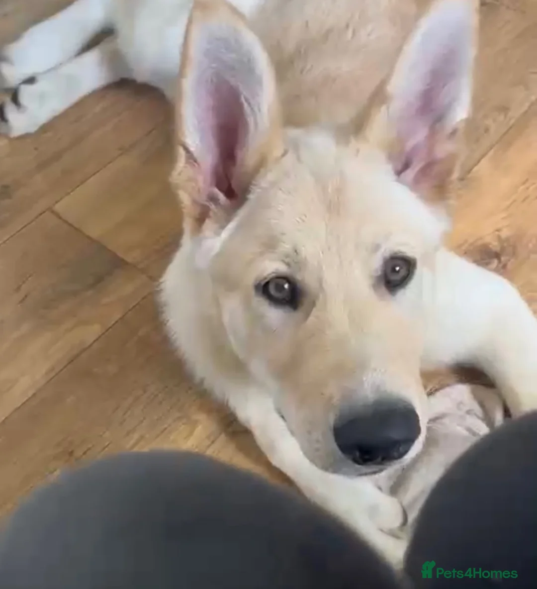 Mixed Breed dogs for sale: German shepherd cross northern Inuit  - Advert 2