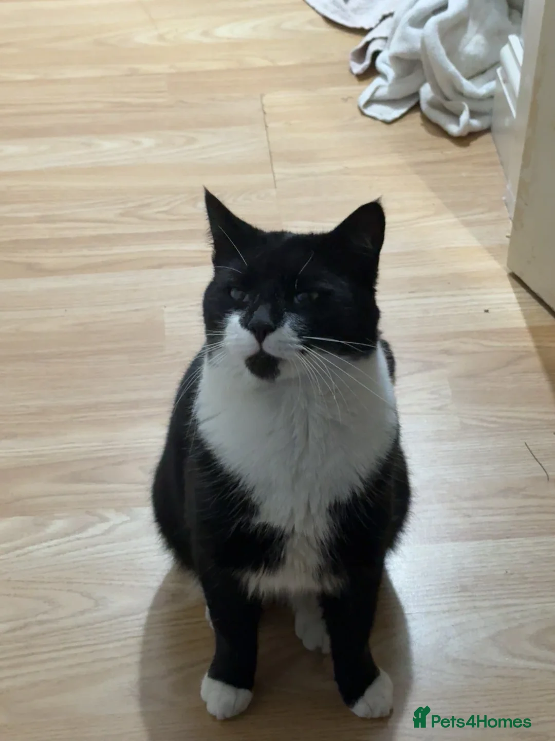 Mixed Breed cats for sale: Male cat  in Chester - Advert 1