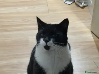 Mixed Breed cats Male cat - Advert 2