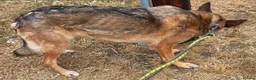 German Shepherd dogs for adoption: Bailey needs a loving home  - Advert 3