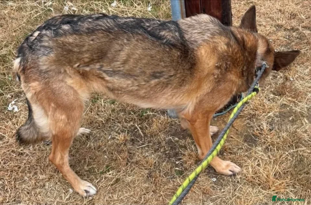 German Shepherd dogs for adoption: Bailey needs a loving home  - Advert 3