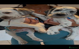 Mixed Breed dogs for sale:  Dalmaspoodles! Dalmation X springer/poodle pups - Image 36