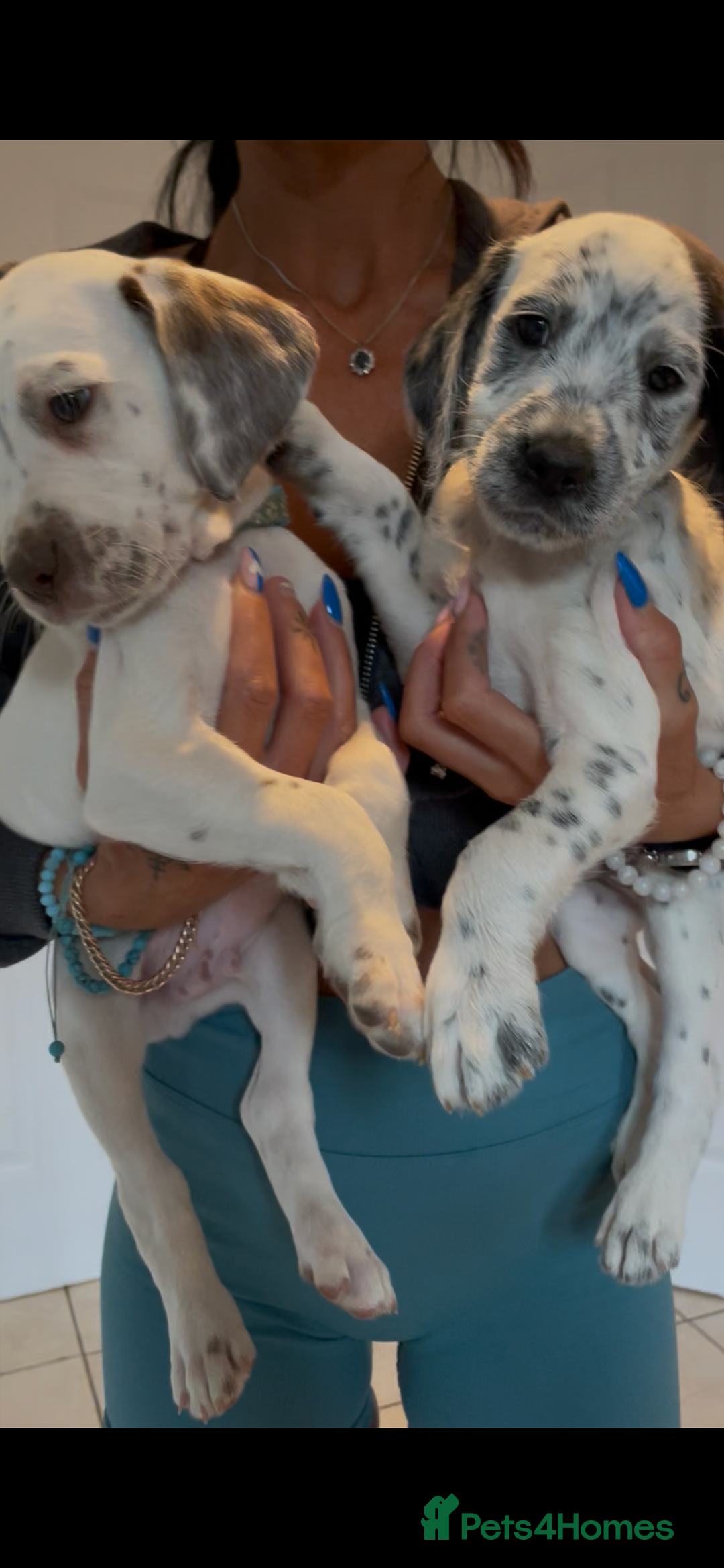Mixed Breed dogs for sale:  Dalmaspoodles! Dalmation X springer/poodle pups - Image 36
