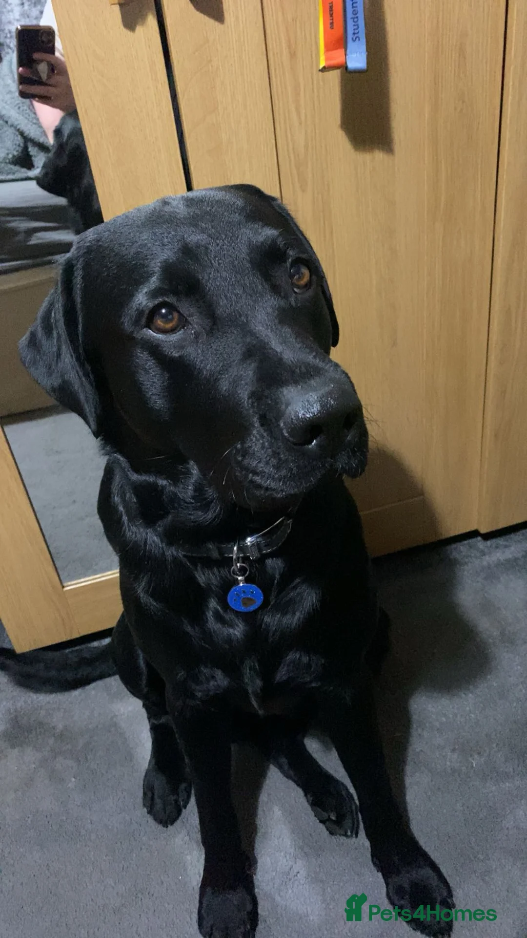 Labrador Retriever dogs for stud: BLACK LABRADOR FOR STUD - Advert 6
