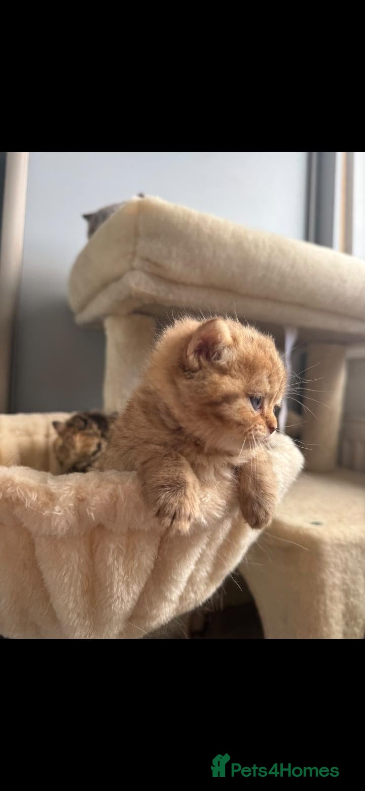 Scottish Fold cats Exceptional litter😍😍 - Advert 1