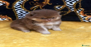 Pomeranian dogs - Advert 5