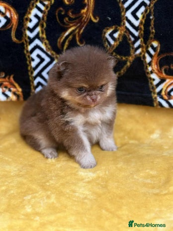 Pomeranian dogs - Advert 4