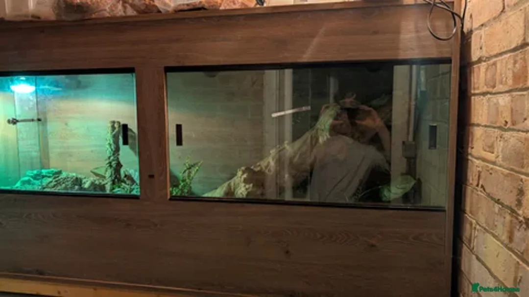 Lizard reptiles for sale: Argentine Tegu for sale in Hull - Advert 4