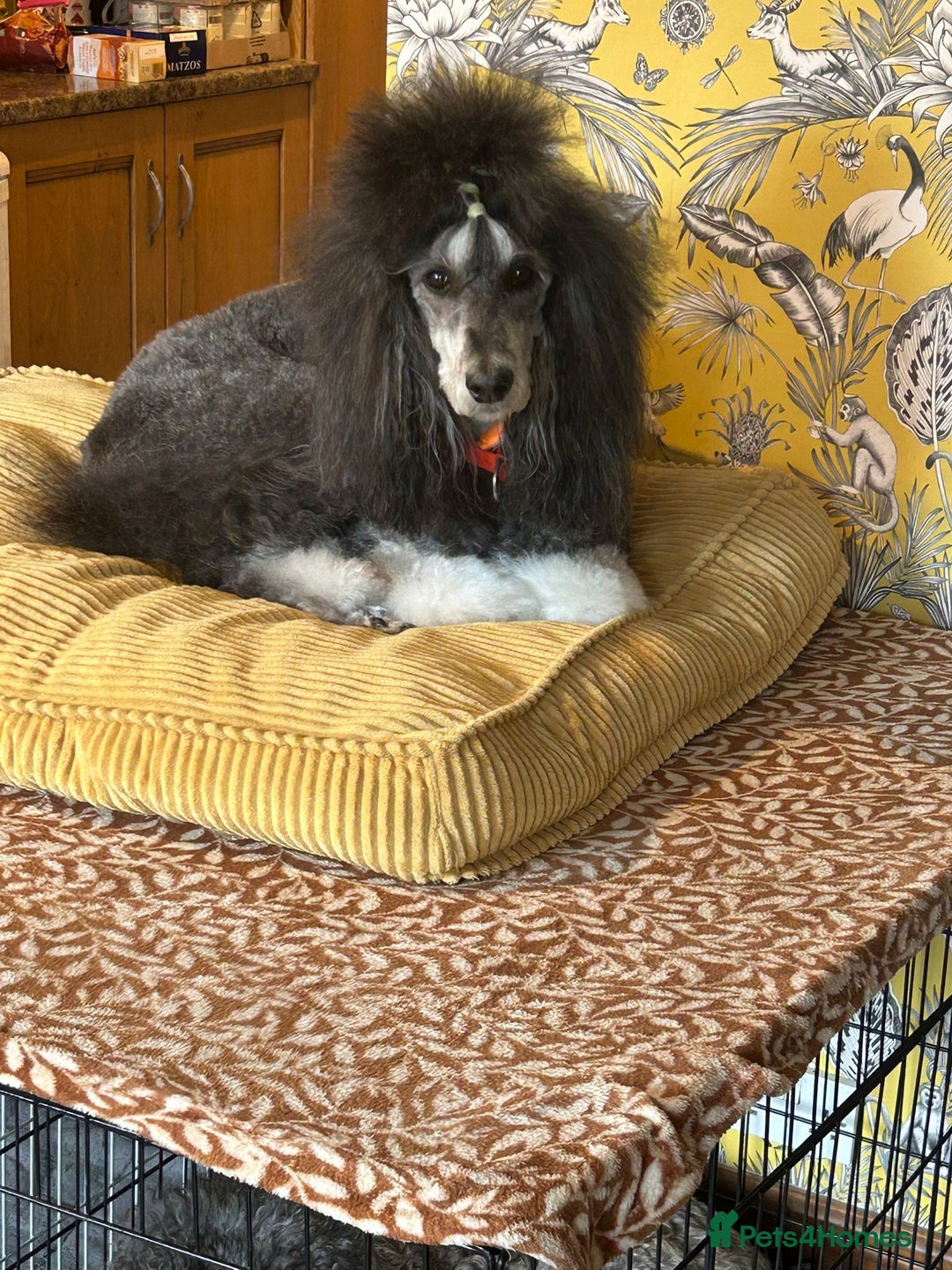 Standard Poodle dogs for sale: Beautiful standard poodle puppies - Advert 35