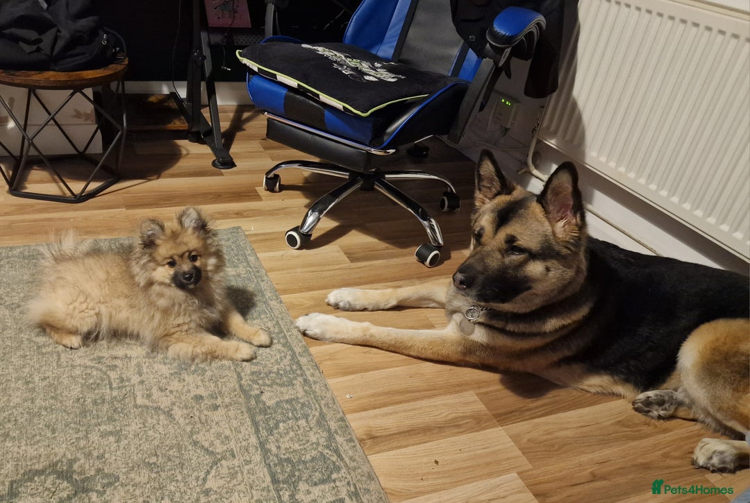 Pomeranian dogs for sale: Pomeranian kc registered boy pup, last in litter - Advert 7