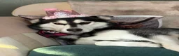 Siberian Husky dogs for sale: Adorable Siberian huskies  in Saint Helens - Advert 38