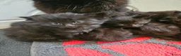 Maine Coon cats for sale: Beautiful black fluffy kittens - Advert 6