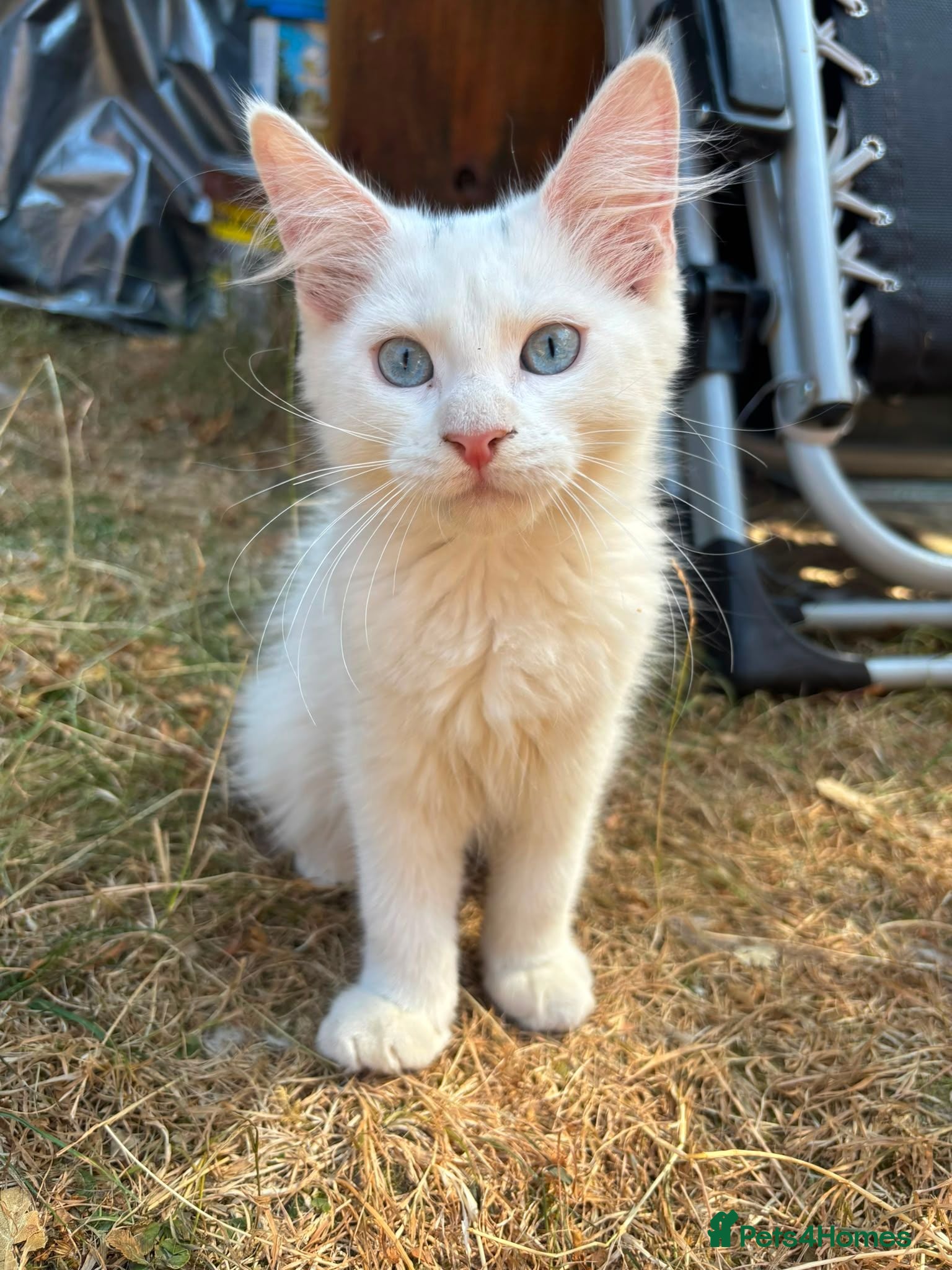 Maine Coon cats 1 girl 1 boy left due to timewaister - Advert 2