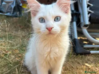 Maine Coon cats 1 girl 1 boy left due to timewaister - Advert 2