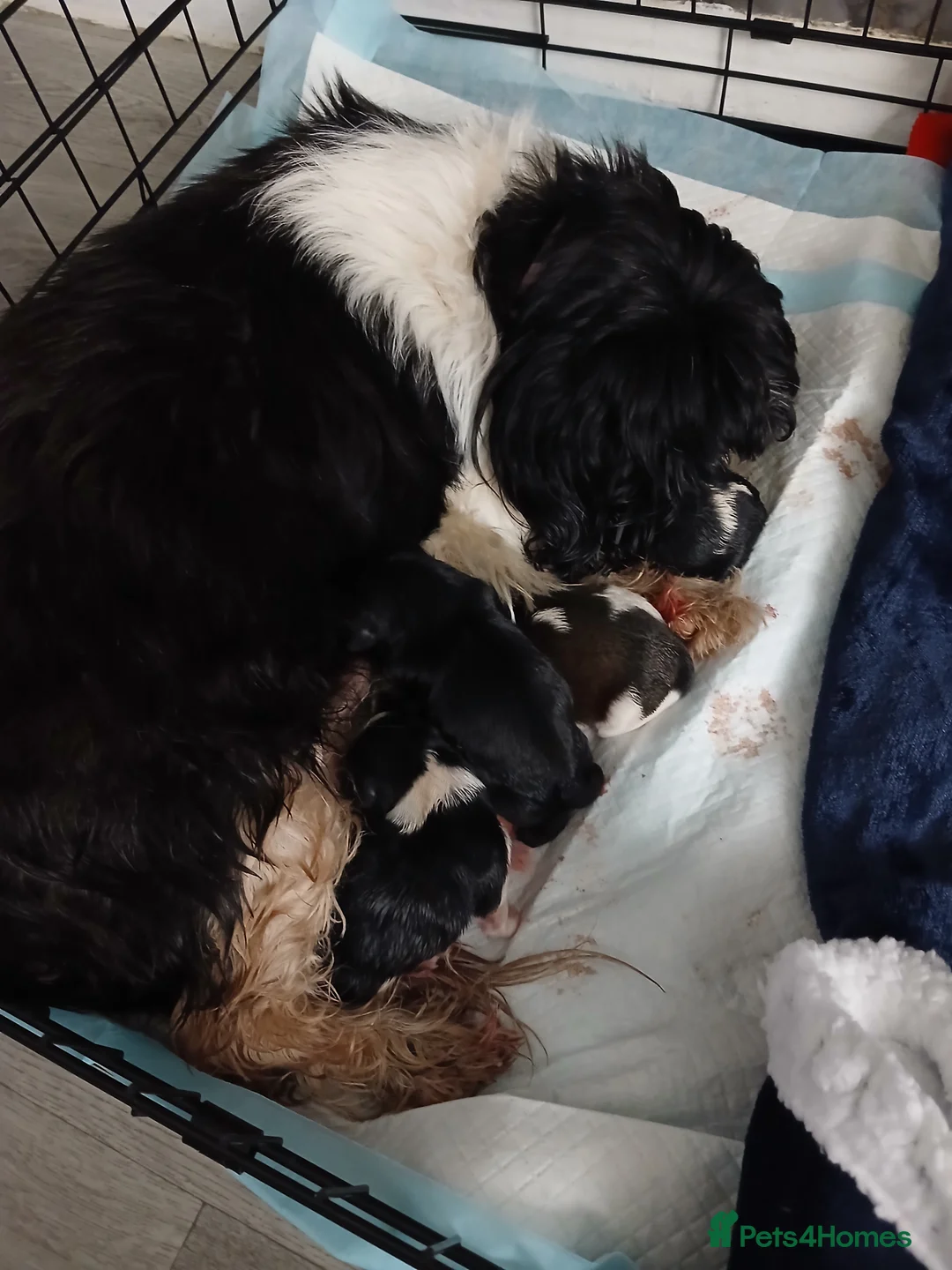 Shih Tzu dogs for sale: 6 Beautiful Shih Tzu Puppies - Advert 1