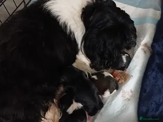 Shih Tzu dogs 6 Beautiful Shih Tzu Puppies - Advert 13