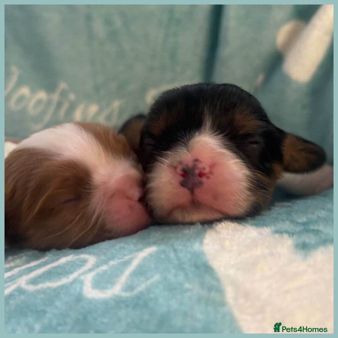 Cavalier King Charles Spaniel dogs for sale: 💛Beautiful Cavalier King Charles Spaniels💛 - Advert 5