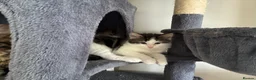 British Longhair cats for sale: 5 Adorable kittens - Advert 13