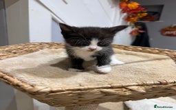Mixed Breed cats for sale: Beautiful kittens for sale - Image 8