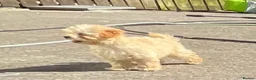 Toy Poodle dogs for sale: Toy poodle female  - Advert 2