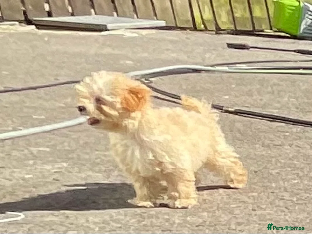 Toy Poodle dogs for sale: Toy poodle female  - Advert 2