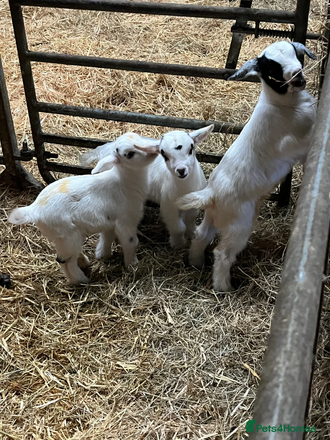 Goats livestock for sale: Selection of goats for sale  - Advert 9