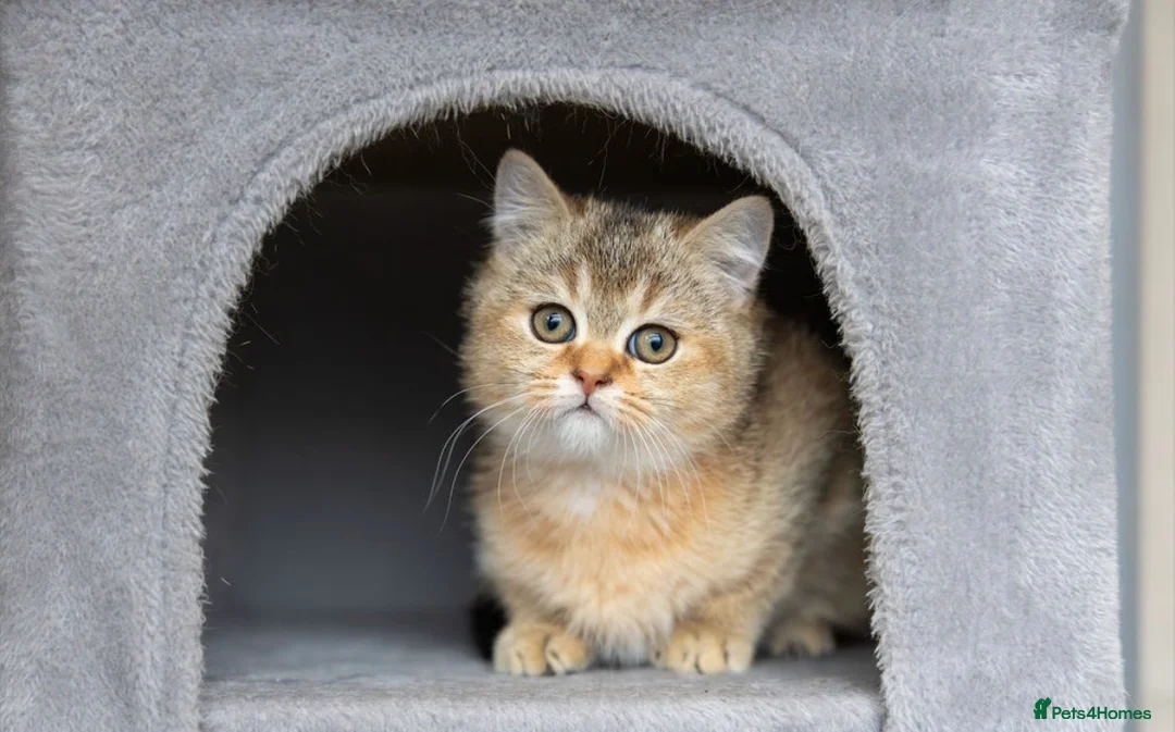 Scottish Fold cats for sale: Adorable Scottish Straight Kitten Available. - Advert 11