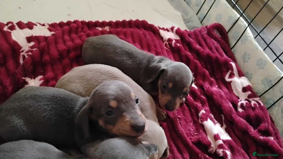 Miniature Dachshund dogs for sale: Miniature male and female pups  - Advert 5