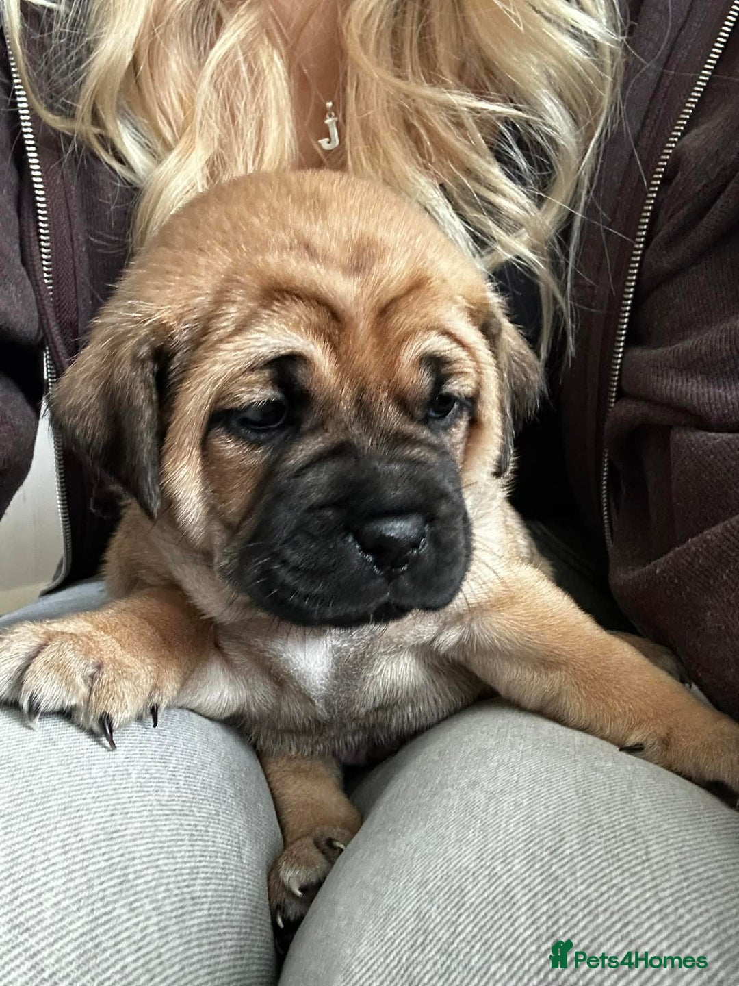 Jug dogs for sale: Jug puppies for sale 4 boys 2 girls 5 weeks old - Advert 15