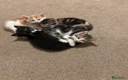 Mixed Breed cats for sale: 4 Gorgeous Kittens - Ready 1/11/25 - Image 11