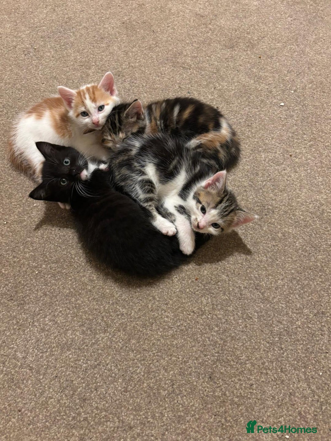 Mixed Breed cats for sale: 4 Gorgeous Kittens - Ready 1/11/25 - Image 11