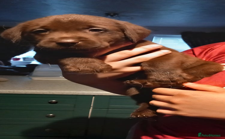 Labrador Retriever dogs - Advert 13