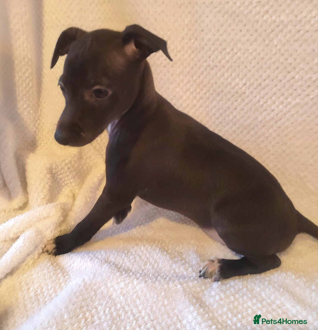 Italian Greyhound dogs for sale: Sold pending collection  - Advert 6