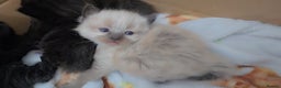 Maine Coon cats for sale: Mainecoon/ragdoll  - Advert 2