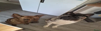 Akita Puppy 1