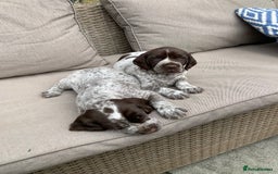 Mixed Breed dogs for sale: GSP X Springer pups (3 left) Northern Ireland  - Image 3