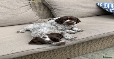 Mixed Breed dogs - Advert 4