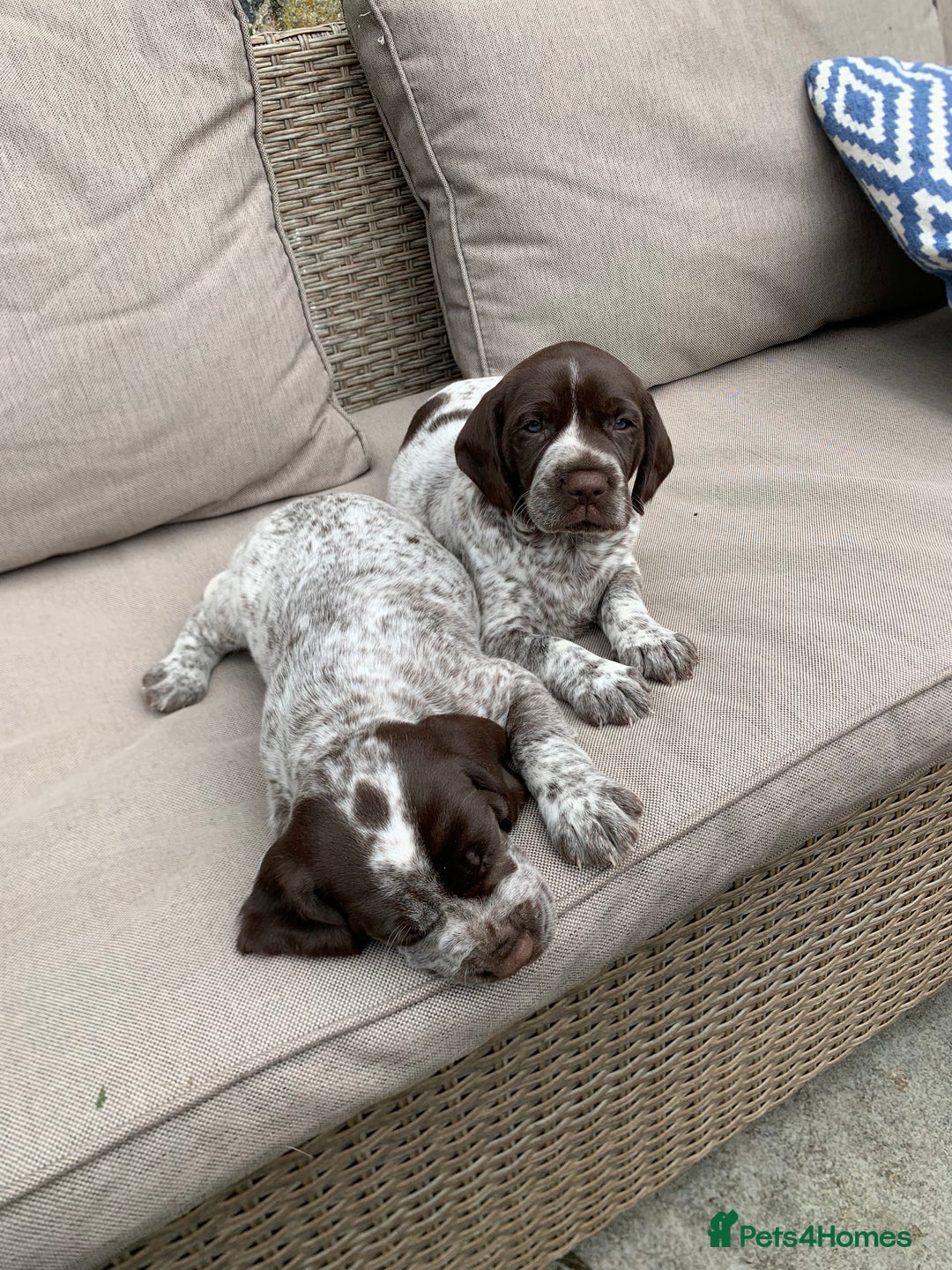 Mixed Breed dogs for sale: GSP X Springer pups (3 left) Northern Ireland  - Image 3