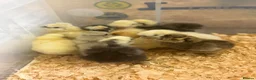 Chickens poultry for sale: Unsexed silkie chicks  - Advert 2