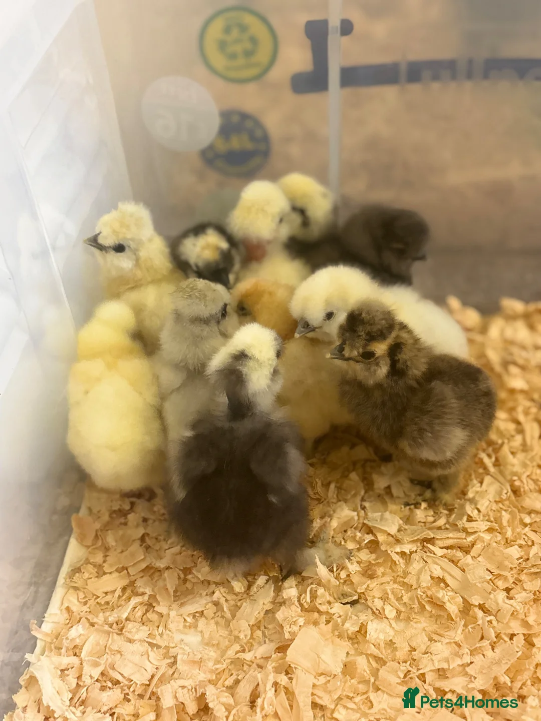 Chickens poultry for sale: Unsexed silkie chicks  - Advert 2