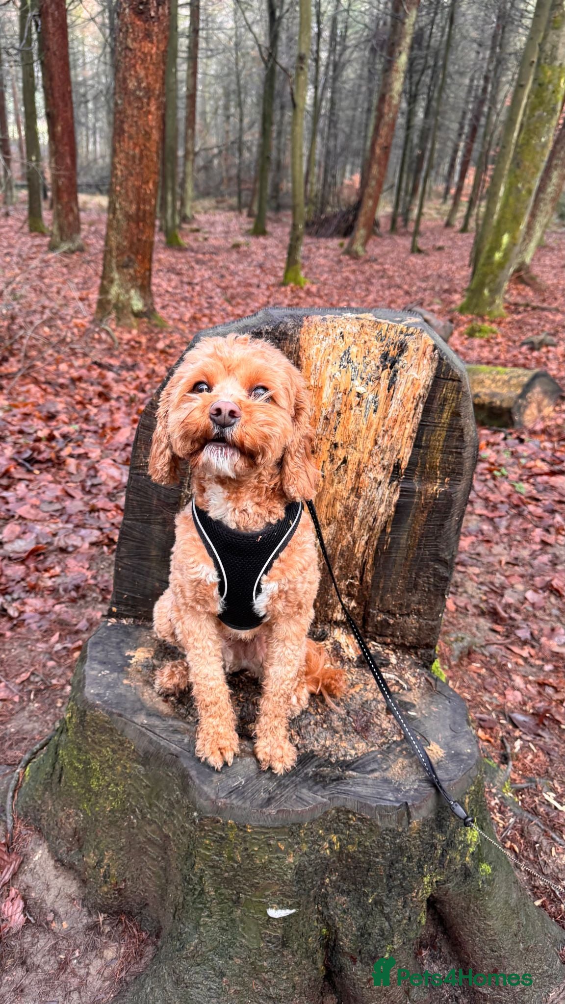 Cavapoo dogs Chaser ( Male ) 3.5 Year Old Cavapoo - Advert 2