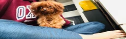 Toy Poodle dogs for sale: Rare Asian Micro Toy Poodle (Under 1kg) - Advert 8