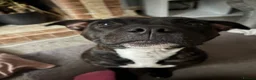 Staffordshire Bull Terrier dogs for sale: Tiny bundles of joy!!! - Advert 1